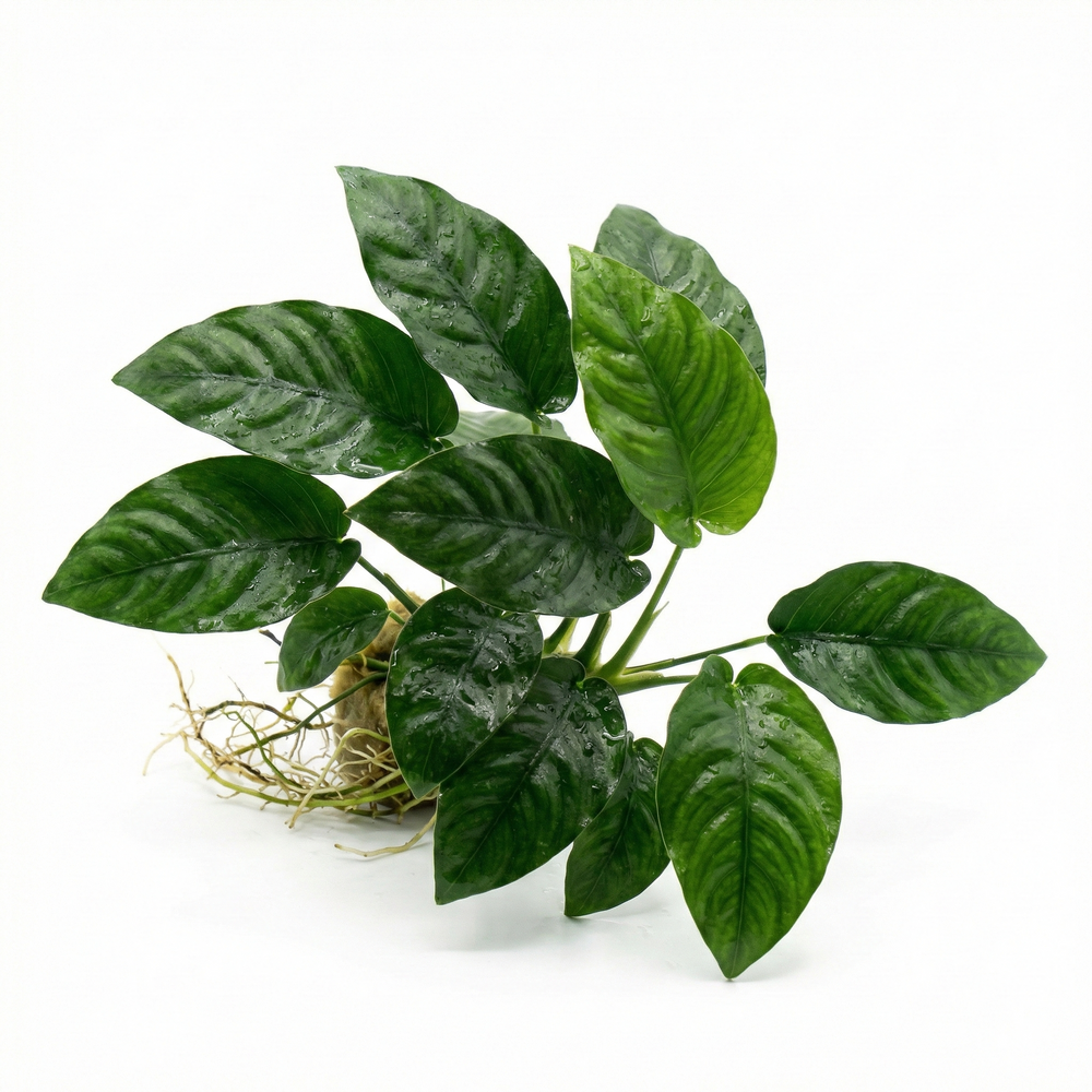 Anubias Barteri Striped - Betta USA Aquatic