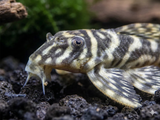L129 Colombian Zebra Pleco | Hypancistrus debilittera