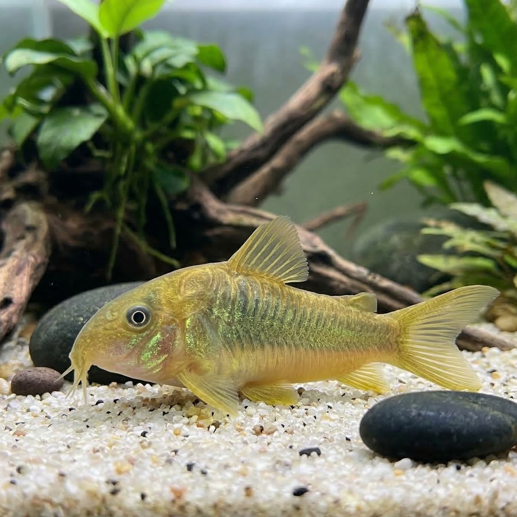 Gold Green Catfish  | Corydoras melanotaenia - Betta USA Aquatic