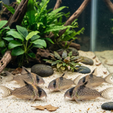 Spotted Highfin Cory CW027 | Hoplisoma sp. “CW027” - Betta USA Aquatic