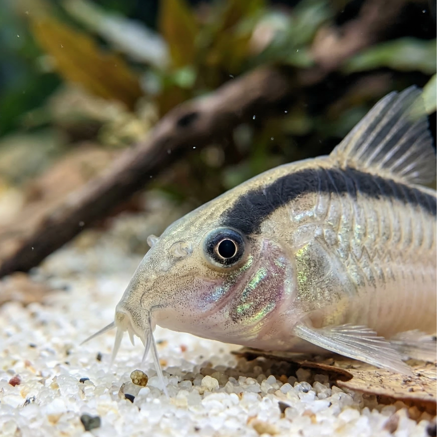 Skunk Corydoras / Bandit  | Corydoras Arcuatus - Betta USA Aquatic