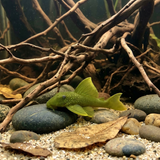 L200A High Fin Green Phantom Pleco | Baryancistrus demantoides