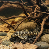 L129 Colombian Zebra Pleco | Hypancistrus debilittera