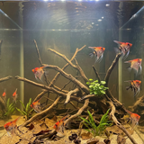 Red Koi Angelfish | Pterophyllum scalare
