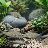 Pygmy Cory Catfish | Corydoras pygmaeus - Betta USA Aquatic