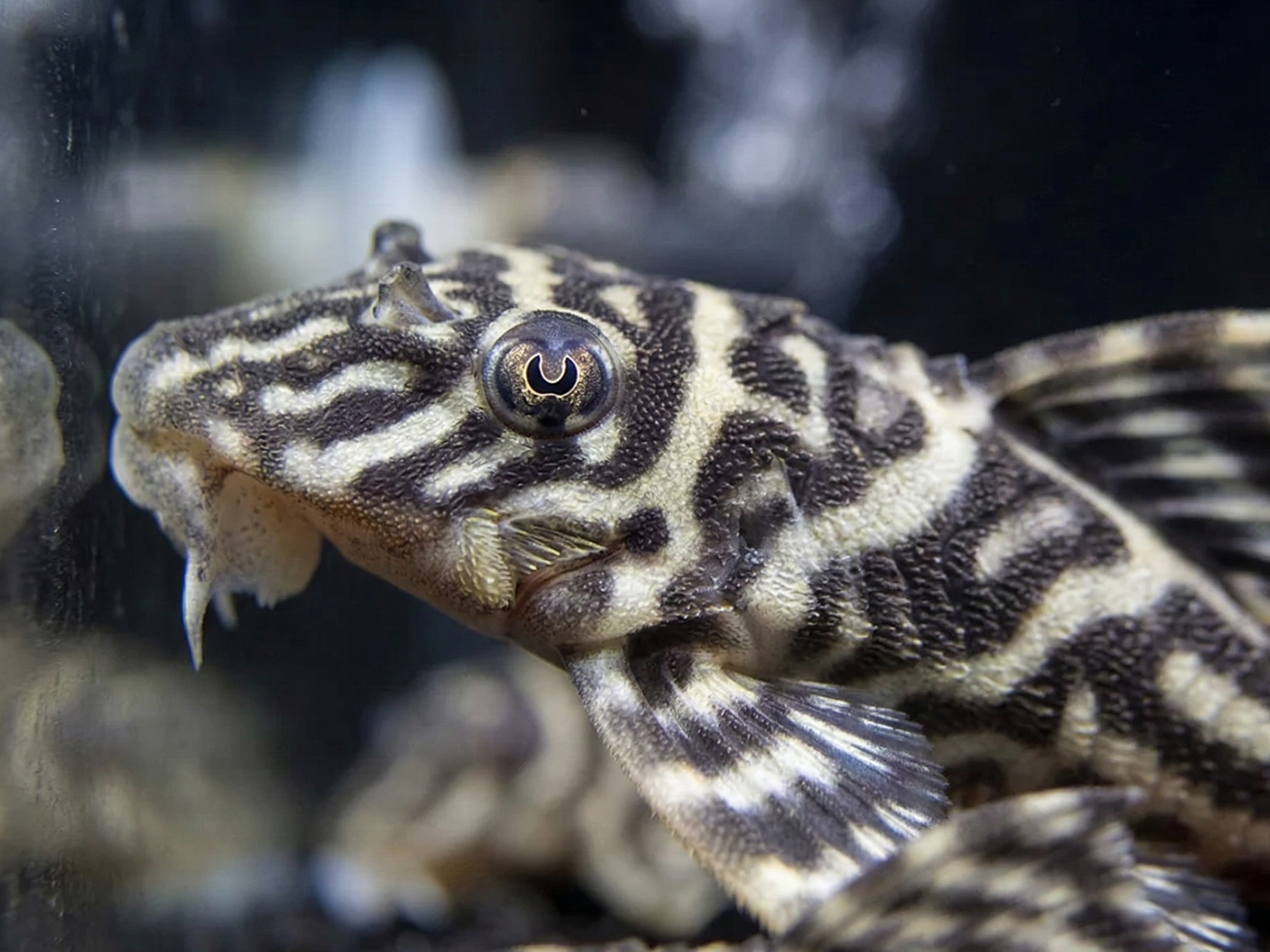L340 Mega Clown Pleco AKA Imperial Tiger Pleco |  Hypancistrus sp