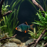 Blue Velvet Tiger Barb | Puntigrus tetrazona