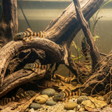 L397 Alenquer Tiger Pleco  | Panaqolus sp. L397