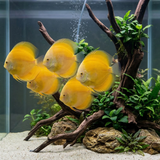 Yellow Melon Discus  | Symphysodon aequifasciatus - Betta USA Aquatic