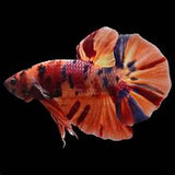 Live Male Giant Plakat Betta Koi