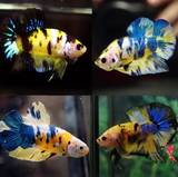 Halfmoon Plakat Neon Betta - Male