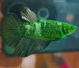 Plakat Hulk Betta - Female Sorority