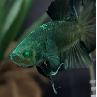 Halfmoon Plakat Hulk Betta - Male