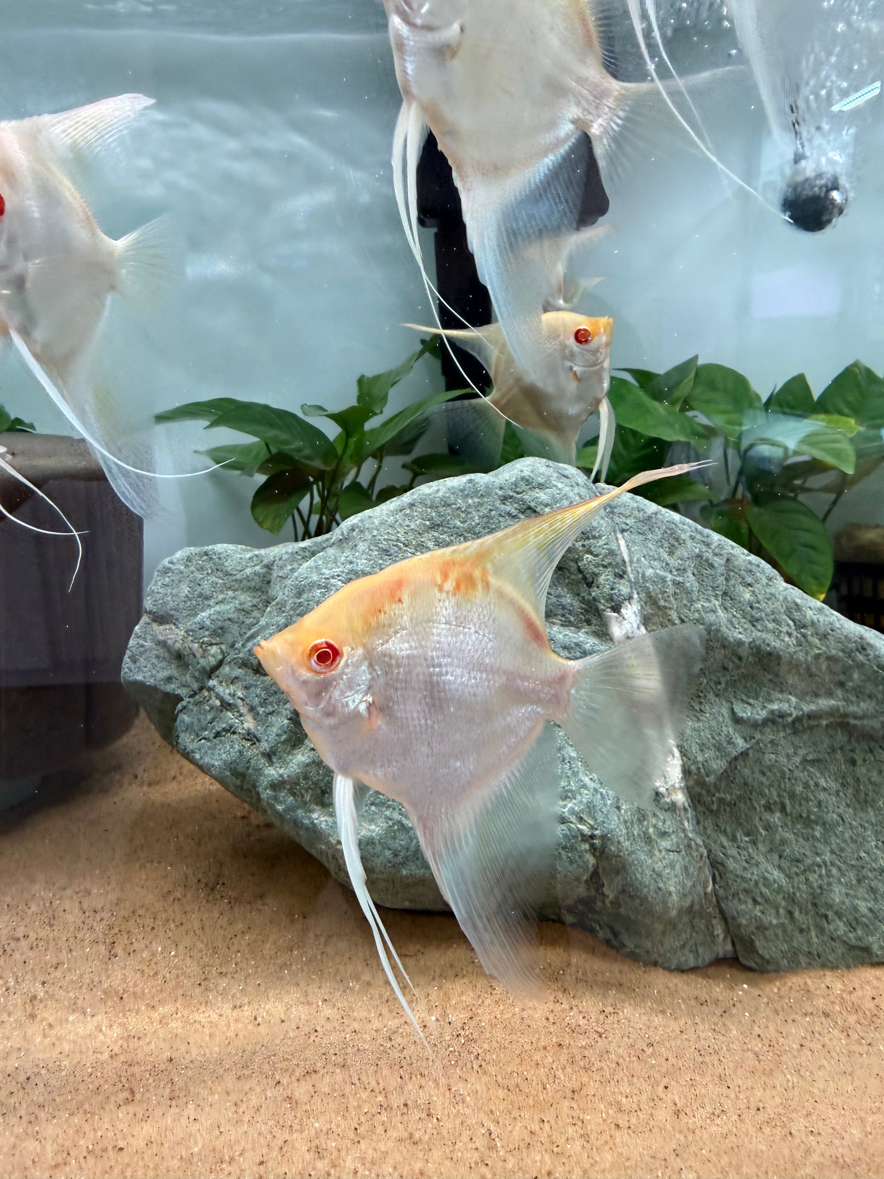 Albino Manacapuru Angelfish