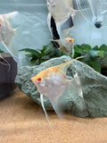 Albino Manacapuru Angelfish