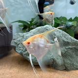 Albino Manacapuru Angelfish