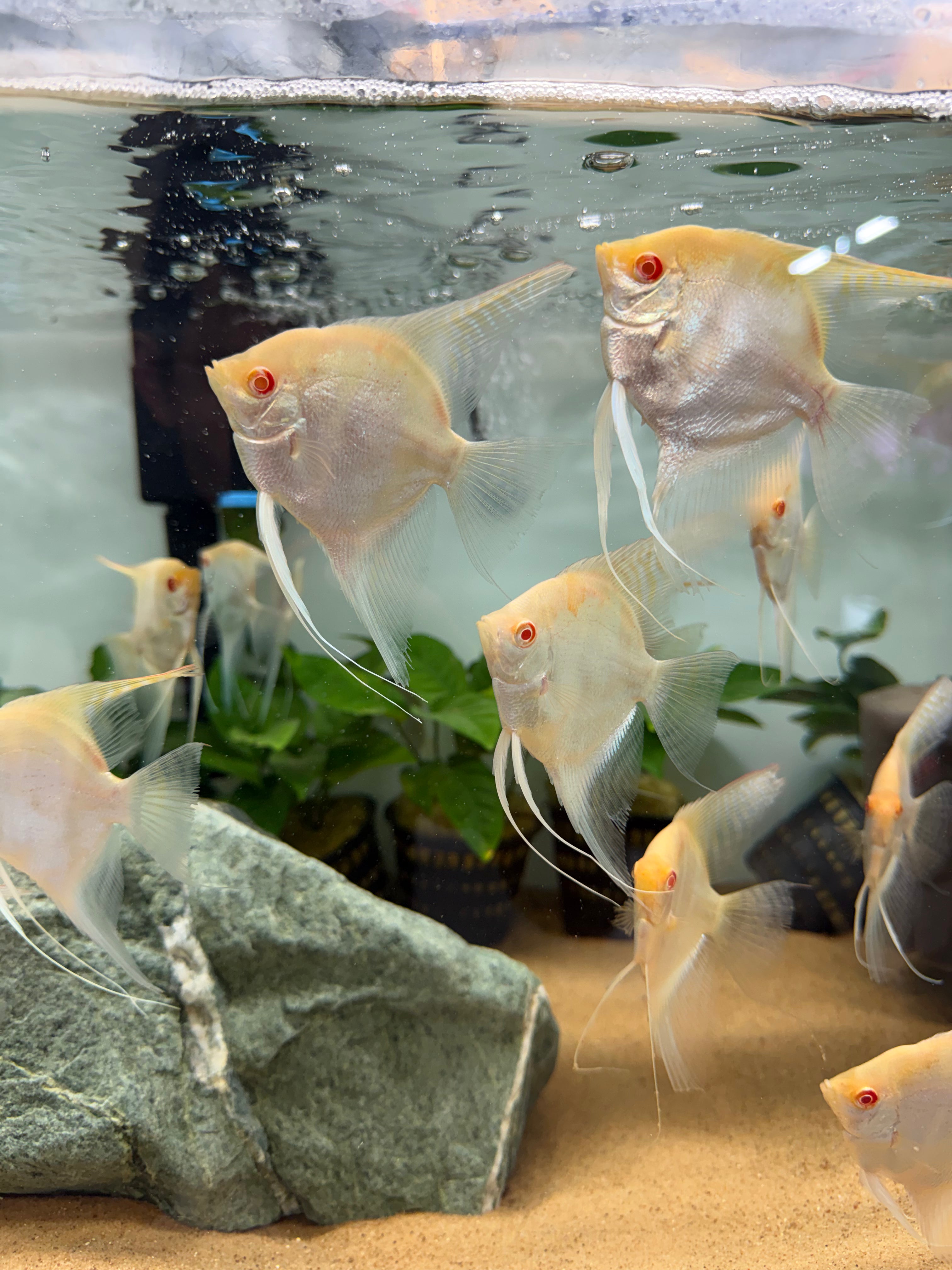 Albino Manacapuru Angelfish