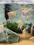 Albino Manacapuru Angelfish