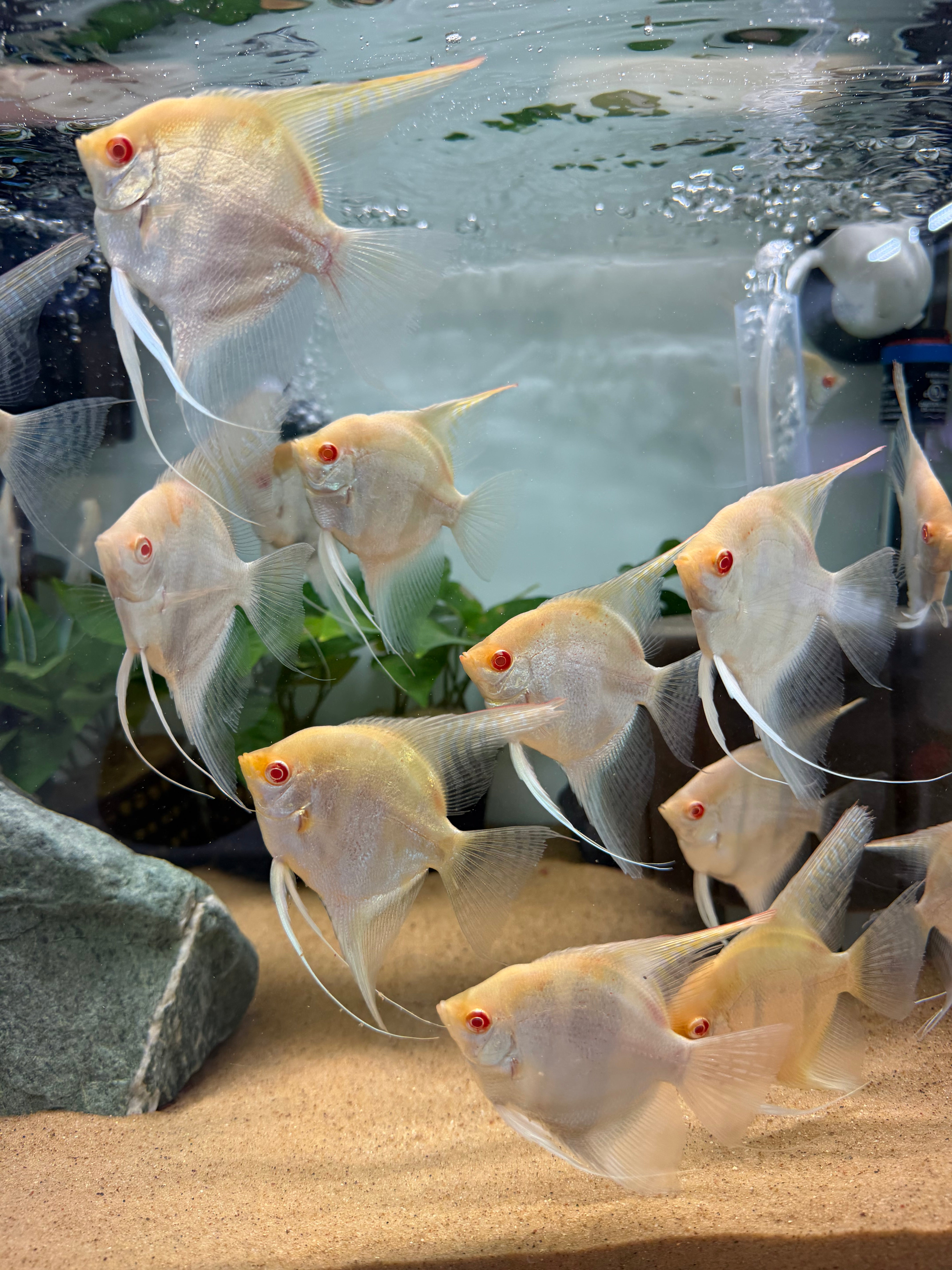 Albino Manacapuru Angelfish