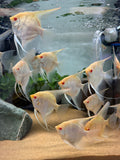 Albino Manacapuru Angelfish