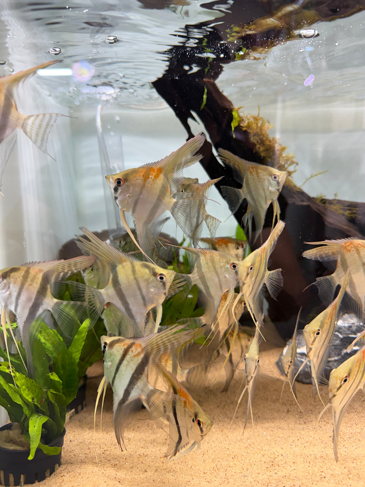 Santa Isabel “Altum” Angelfish (Pterophyllum scalare)