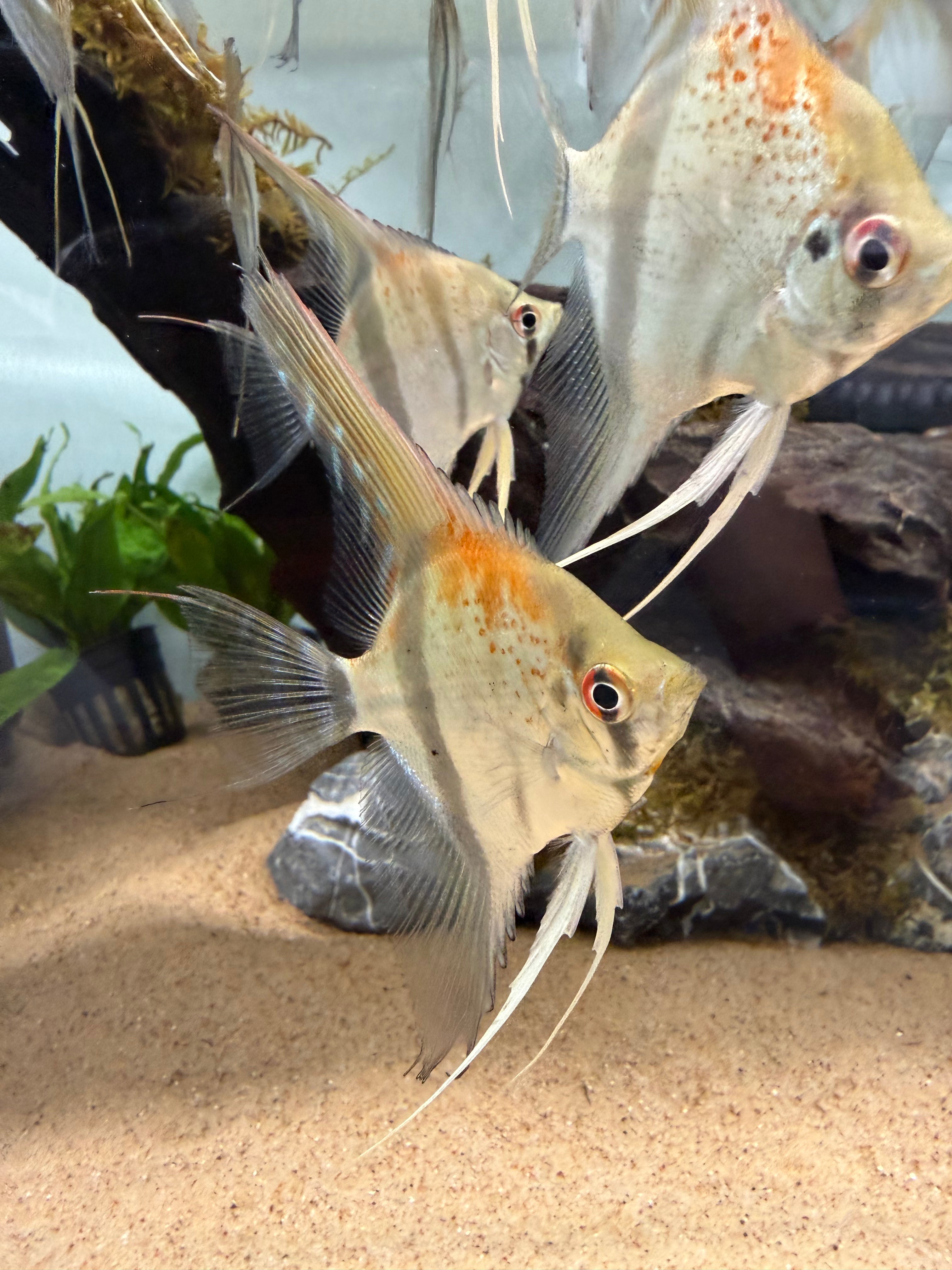Santa Isabel “Altum” Angelfish (Pterophyllum scalare)