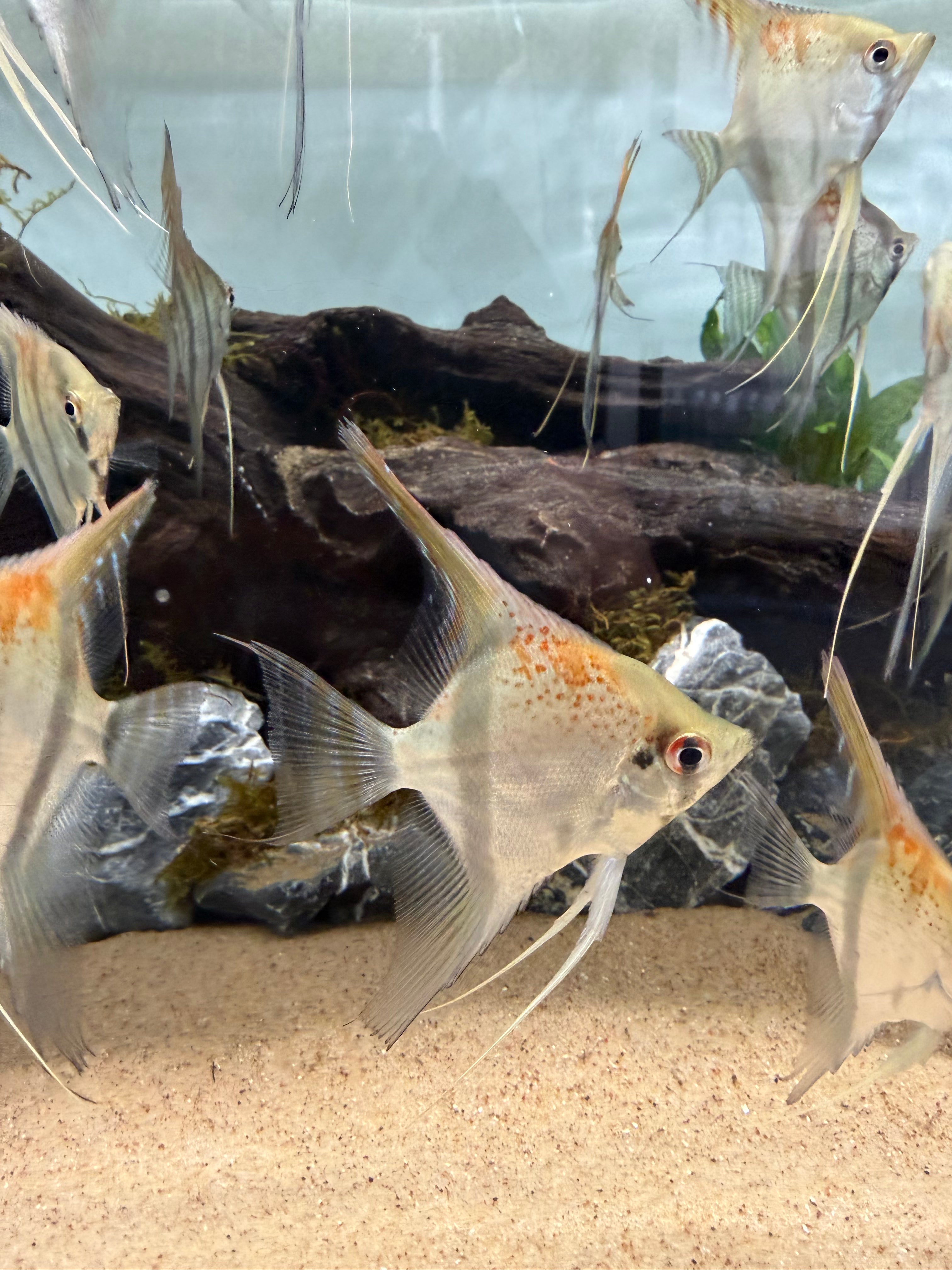 Santa Isabel “Altum” Angelfish (Pterophyllum scalare)