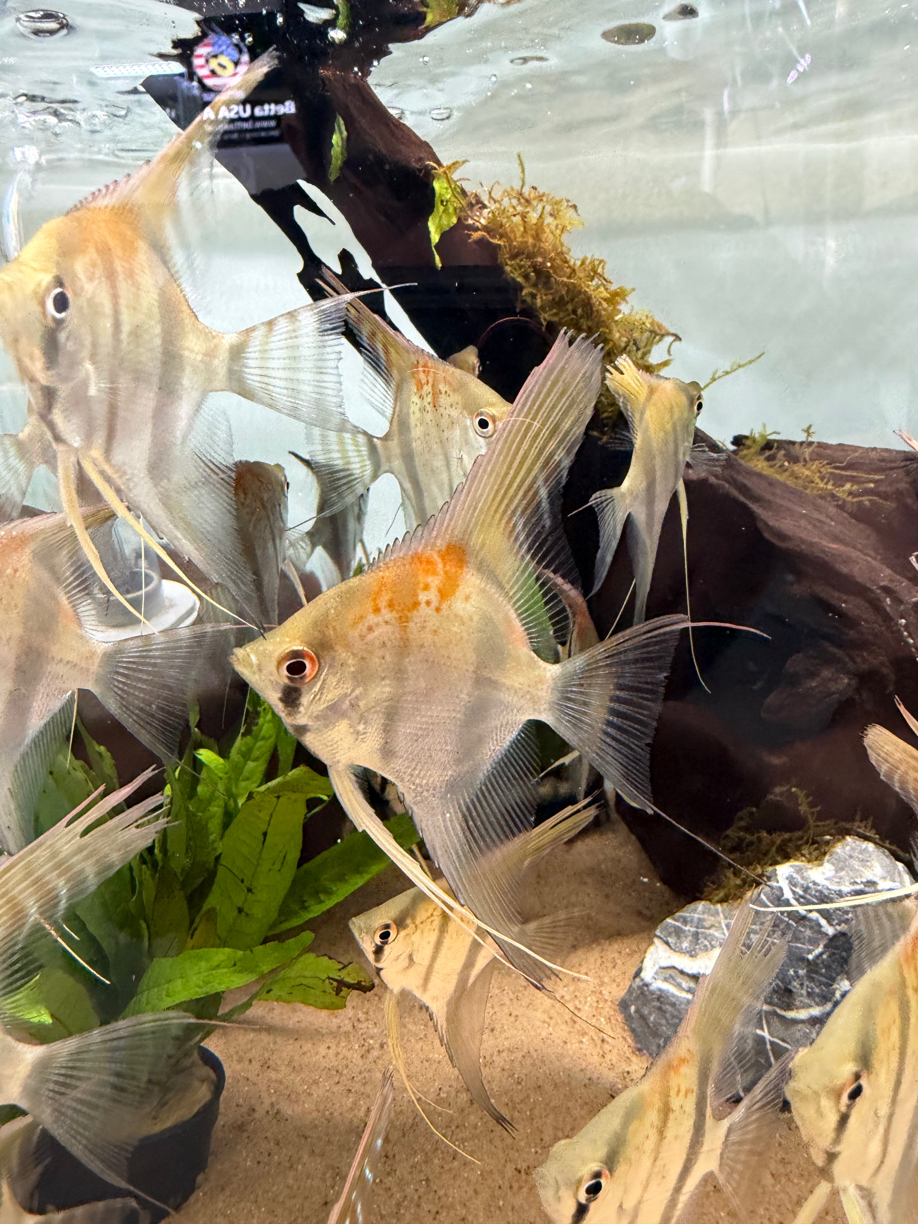 Santa Isabel “Altum” Angelfish (Pterophyllum scalare)