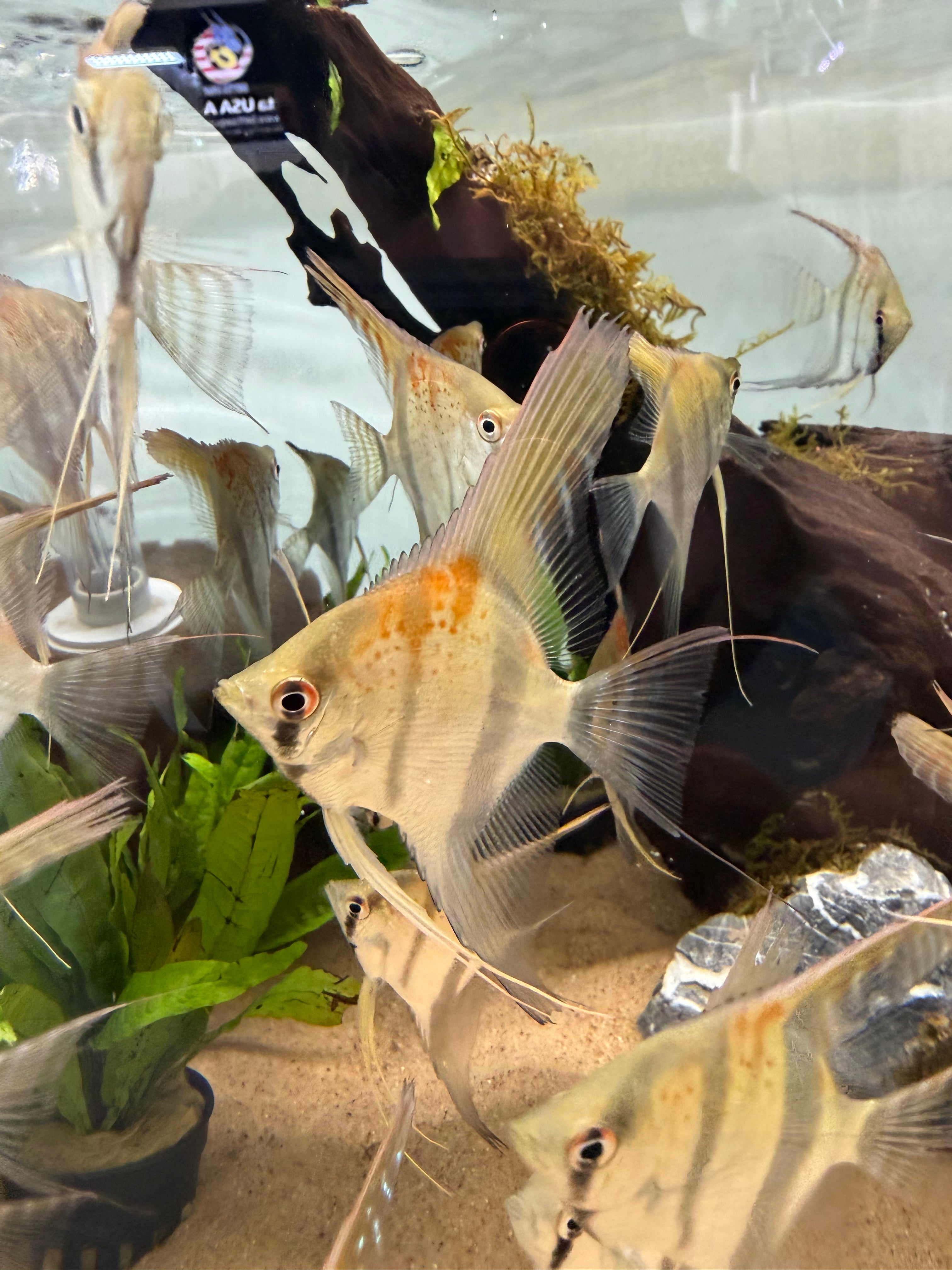Santa Isabel “Altum” Angelfish (Pterophyllum scalare)