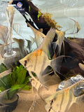 Santa Isabel “Altum” Angelfish (Pterophyllum scalare)