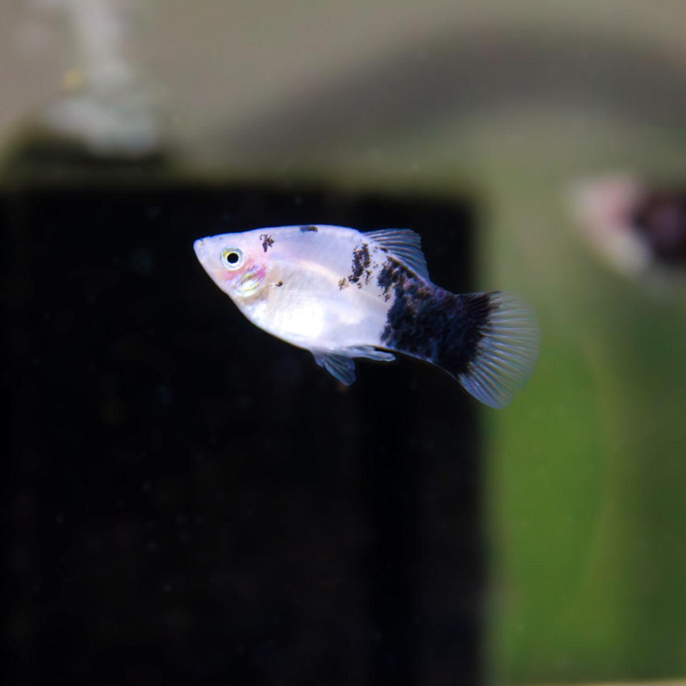 Panda Platy -  Xiphophorus maculatus - Betta USA Aquatic