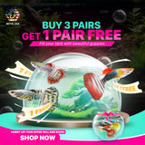 Live Aquarium Guppy Fish High Quality - Albino Red Koi Ears