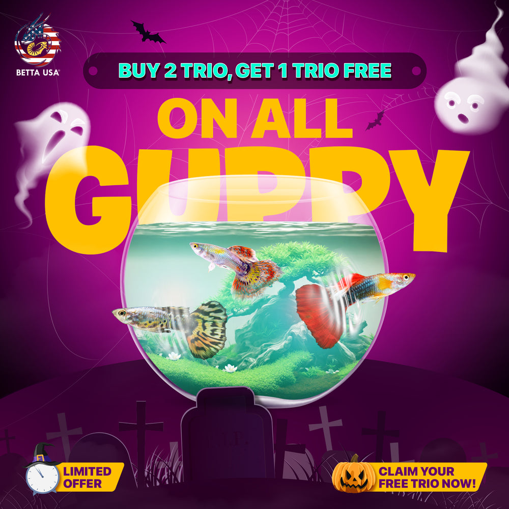 Live Aquarium Guppy Fish High Quality - Albino Red Koi Ears - Betta USA Aquatic