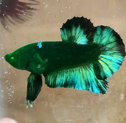 Plakat Hulk Betta - Male