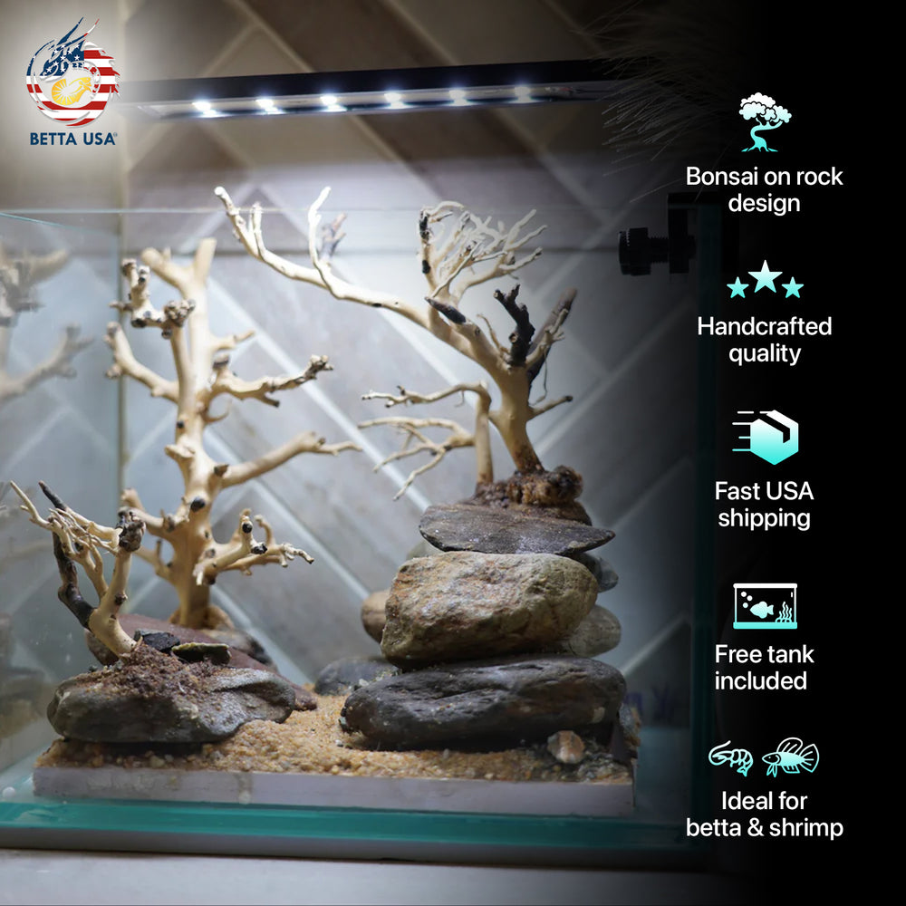 [SCAPE-18] Bonsai on Rock Aquascape Aquarium  – 1 Gallon - Betta USA Aquatic