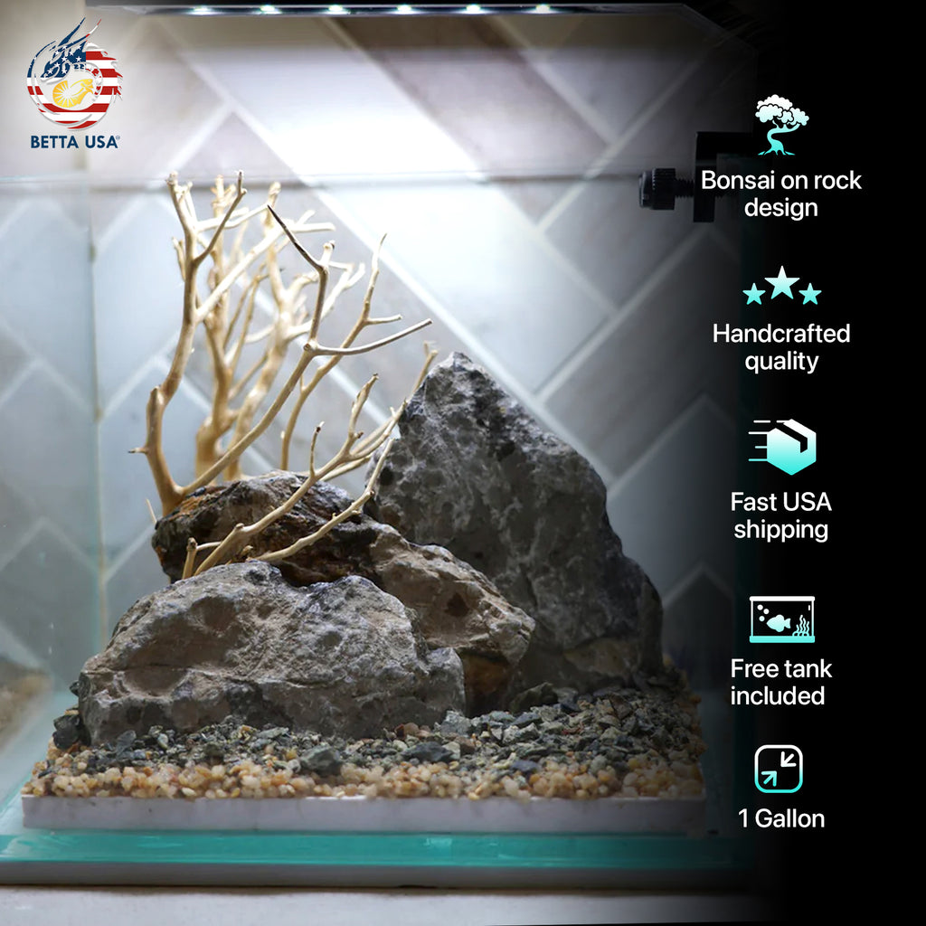 bonsai scape SCAPE-20] Bonsai on Rock Aquascape Aquarium – 1 Gallon – Betta USA Aquatic