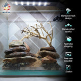 [SCAPE-21] Bonsai on Rock Aquascape Aquarium  – 1 Gallon