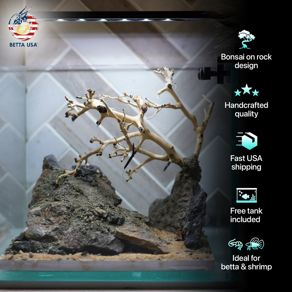 [SCAPE-22] Bonsai on Rock Aquascape Aquarium  – 1 Gallon - Betta USA Aquatic