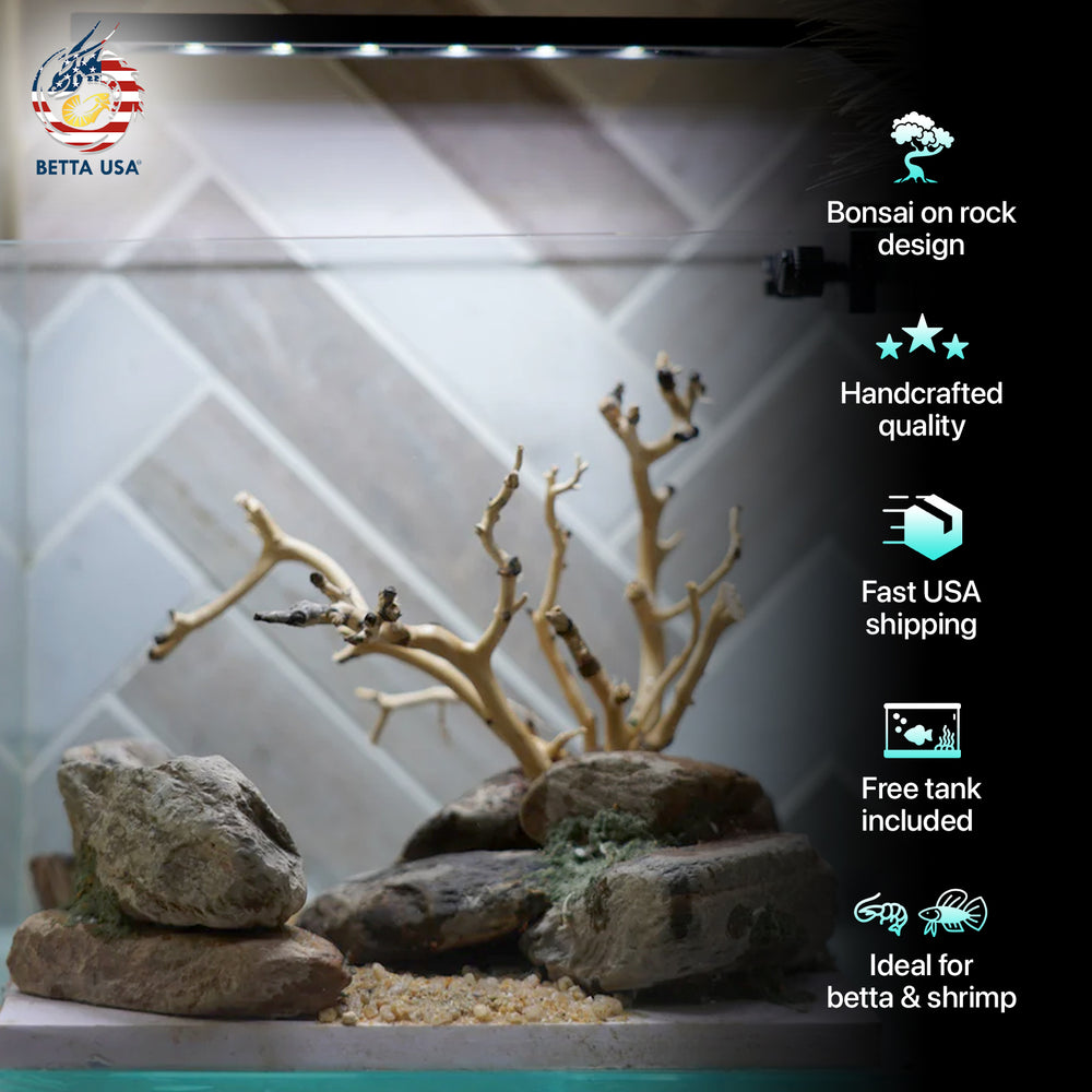 [SCAPE-23] Bonsai on Rock Aquascape Aquarium  – 1 Gallon - Betta USA Aquatic