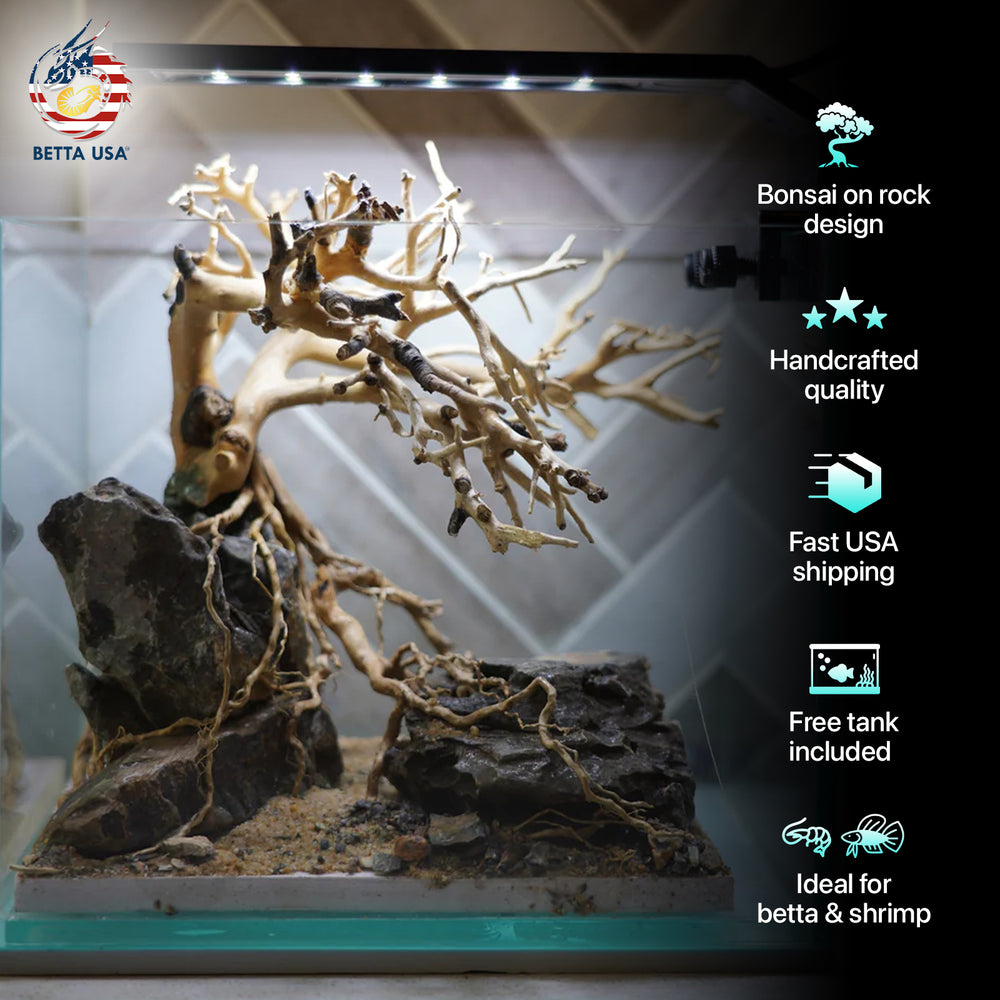 [SCAPE-24] Bonsai on Rock Aquascape Aquarium  – 1 Gallon - Betta USA Aquatic