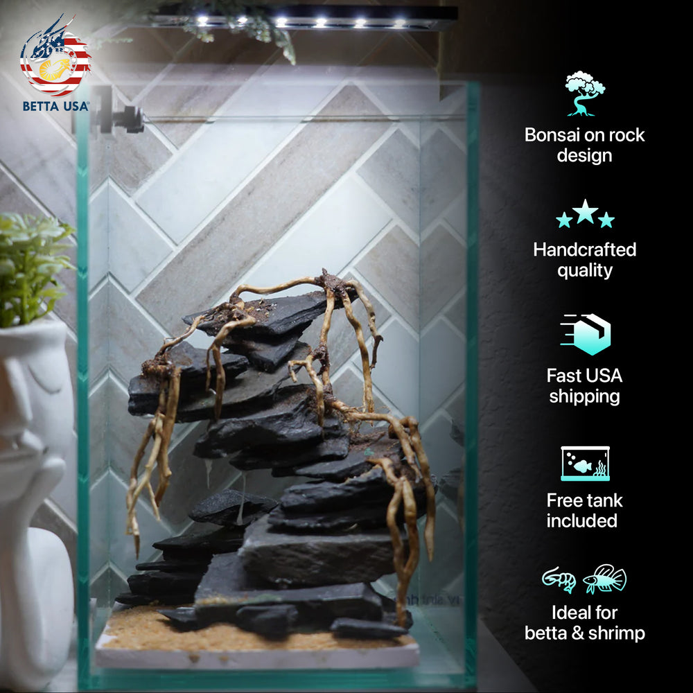[SCAPE-45] Bonsai On Rock  Nature Aquarium Aquascape– 1.6 Gallons - Betta USA Aquatic