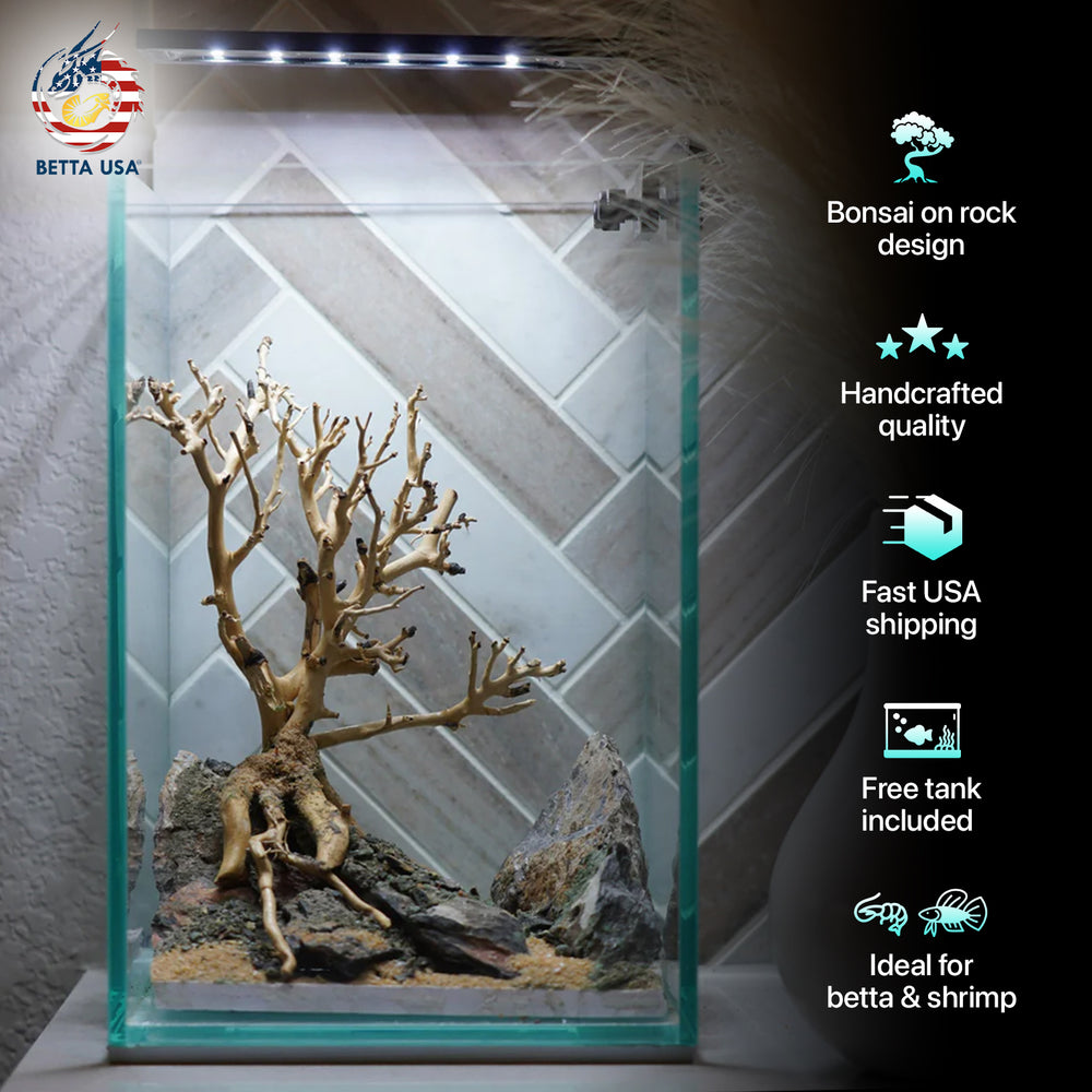 [SCAPE-62] Bonsai On Rock  Nature Aquarium Aquascape– 1.6 Gallons - Betta USA Aquatic