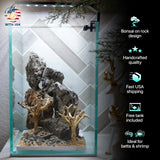 [SCAPE-64] Bonsai On Rock  Nature Aquarium Aquascape– 1.6 Gallons - Betta USA Aquatic