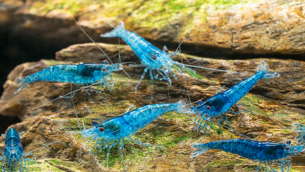 thumbnail image 2 of 20+2 Blue Jelly Shrimp – Freshwater Neocaridina Aquarium Shrimp (Live Arrival Guarantee, Breeders Pair) 2 of 5