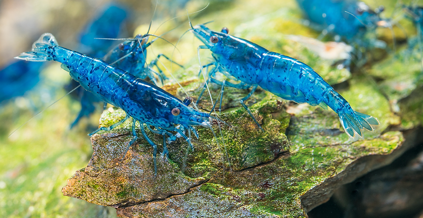 Blue Dream -  Freshwater Neocaridina Aquarium Shrimp. Live Guarantee