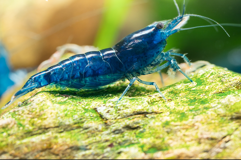 Blue Dream -  Freshwater Neocaridina Aquarium Shrimp. Live Guarantee