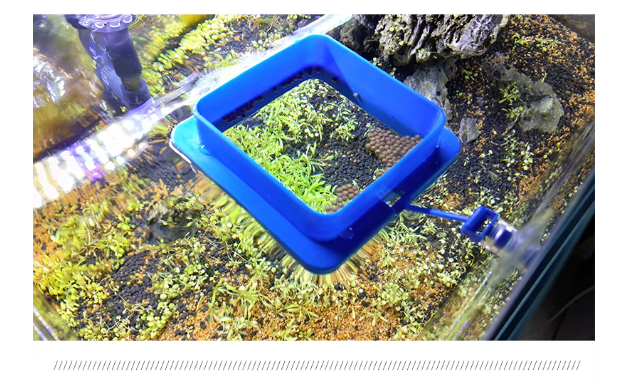 Square Feeding Ring for Fish Tank