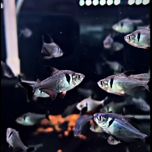 Black Phantom Tetra | Hyphessobrycon megaloptera