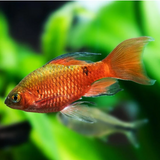 Rosy Barb Long Fin | Pethia conchonius