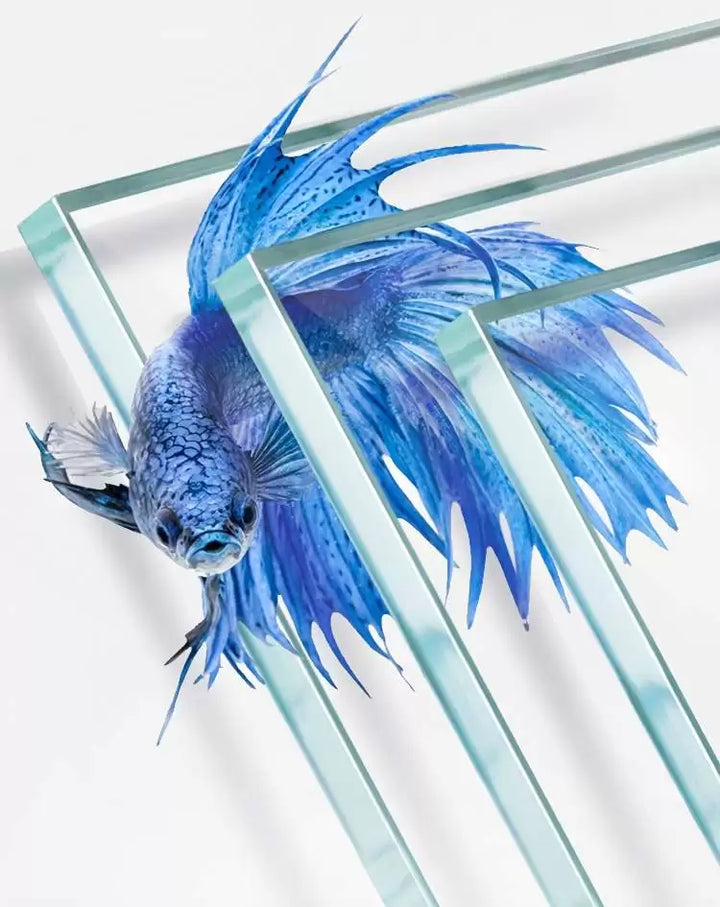 YEE Ultra White Rimless Glass Aquarium – 5MM Thickened, Handcrafted with Precision